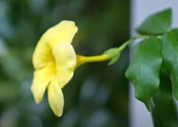 T1512041 แม่ค้าข้าวแกง เป็นต้นเหตุดับแสงนักร้องดัง ! 1244525170127438 part2