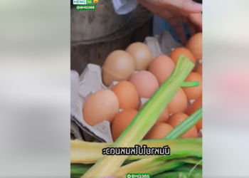 S2101161 ร่มลักปลา แม่ค้าสุดมึน 2389015978221097 part2